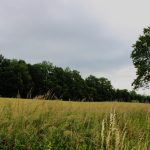 Bažantnice Radany ✓ Poplatkové hony na bažanta ✓ Lov ploužením na bažantí zvěř