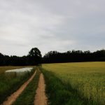 Bažantnice Radany ✓ Poplatkové hony na bažanta ✓ Lov ploužením na bažantí zvěř