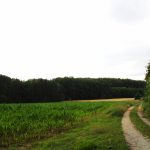 Bažantnice Radany ✓ Poplatkové hony na bažanta ✓ Lov ploužením na bažantí zvěř