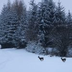 Hare hunt in the Czech republic