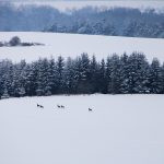 Hare hunt in the Czech republic