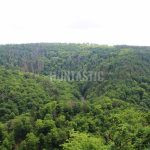 Hunting for a fee hunting ground Oslava ✅ Fallow deer hunt · Wild boar hunt · Roe deer Hunt