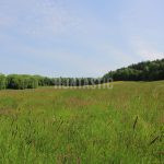 Hunting for a fee in the Přízeř hunting area ✅ Fallow deer hunting · Wild boar Hunting ·  Roe deer Hunting · Red stag hunting