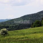 Hunting for a fee in the Přízeř hunting area ✅ Fallow deer hunting · Wild boar Hunting ·  Roe deer Hunting · Red stag hunting