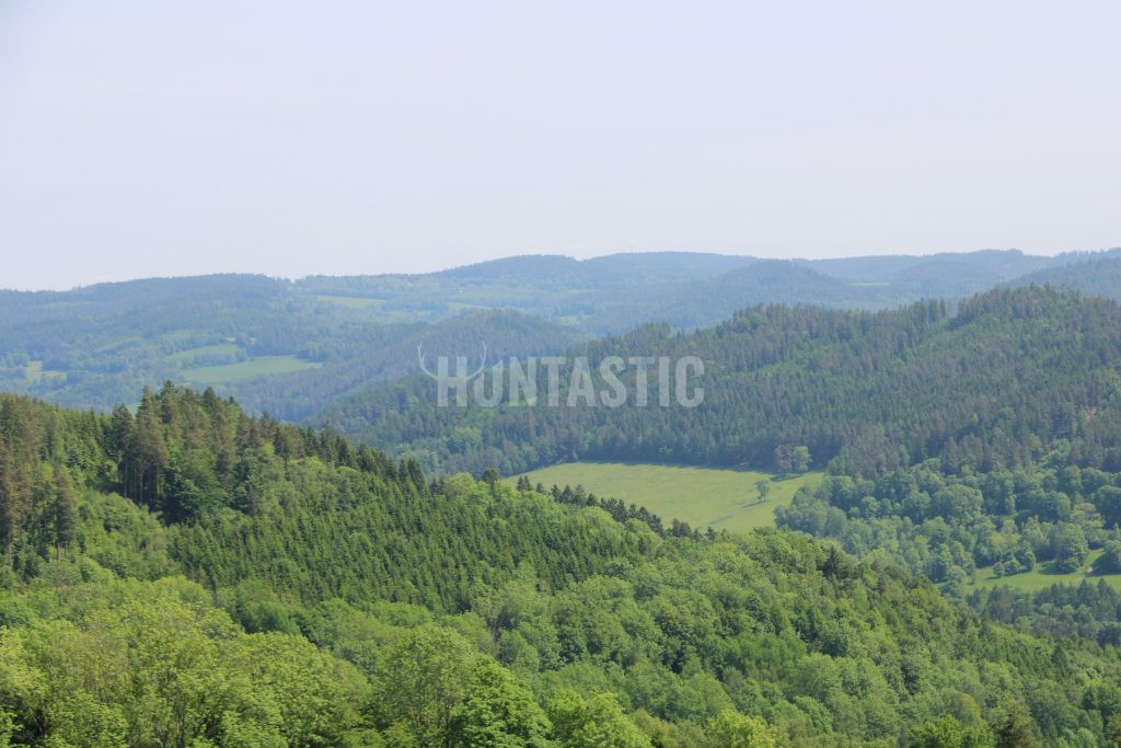 Poplatkový lov v honitbě Přízeř ✅ Lov daňka · Lov divočáka · Lov srnce · Lov jelena