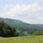 Hunting for a fee in the Přízeř hunting area ✅ Fallow deer hunting · Wild boar Hunting ·  Roe deer Hunting · Red stag hunting