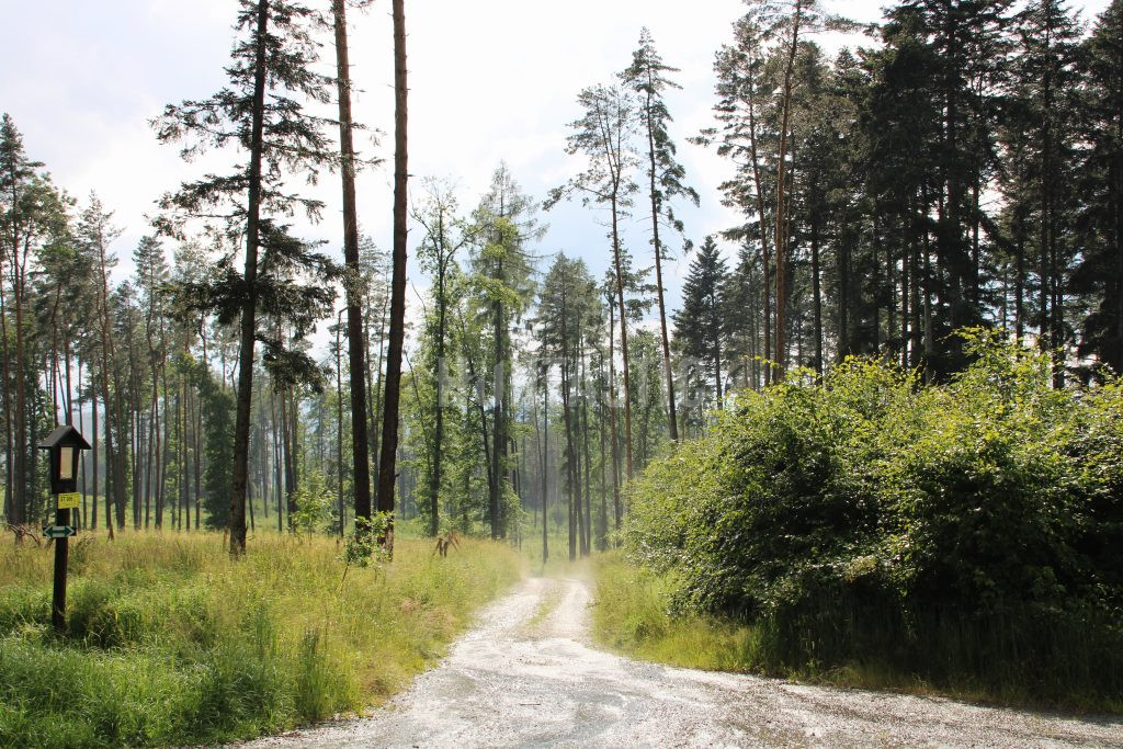 Poplatkový lov srnce v honitbě Překážka v jižních Čechách ✅ Lov srnce · Lov divočáka ✅