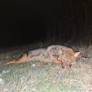 Lov šakala u Srbiji 2026/2027 0