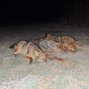 Lov šakala u Srbiji 2026/2027 1