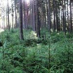 # Hunting Ground Stará Huť
