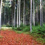 # Hunting Ground Stará Huť
