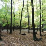 Hunting ground of Tabarka