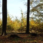 Hunting ground of Tabarka