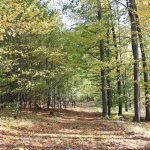 Hunting ground of Tabarka