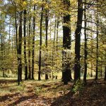 Hunting ground of Tabarka