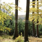 Hunting ground of Tabarka