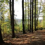 Hunting ground of Tabarka