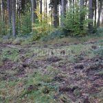 Hunting ground Tabarka