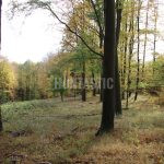 Hunting ground of Tabarka