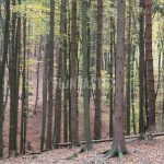 Hunting ground of Tabarka