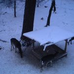 The game in Hunting area Tabarky