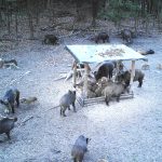 The game in Hunting area Tabarky