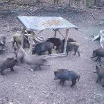 Game in the Buchlov Forests (17)