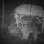 The game in Hunting area Tabarky