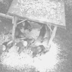 The game in Hunting area Tabarky