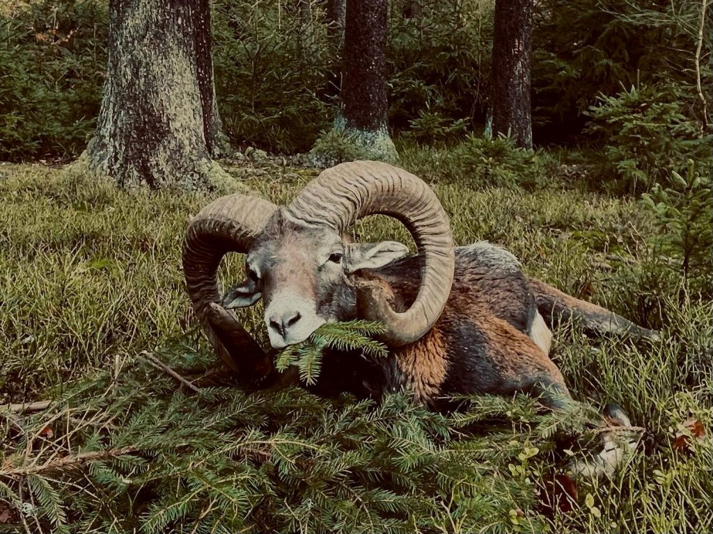 Lov muflona u Češkom raju 2026/2027