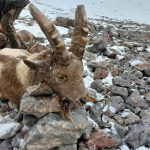 Hunt in Kyrgyzstan