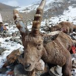 Siberian Ibex Hunting in Kyrgyzstan ✅