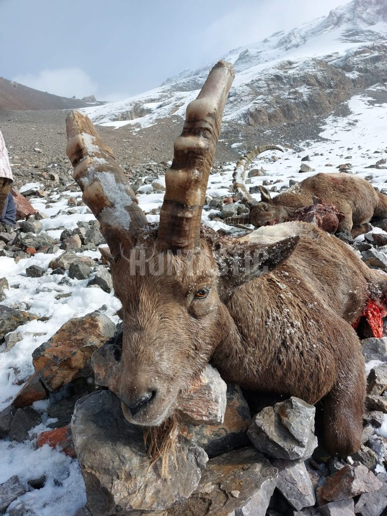 Lov kozorožce sibiřského v Kyrgyzstánu ✅