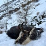 Hunting chamois in Austria ✅ Hunting area Obergur ✅