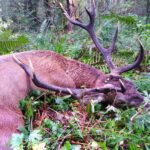 Hunting red stag in Šumava ✅ Hunt red stag during the rut in the foothills of Šumava ✅