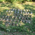 # Quail Hunting Serbia, Ada