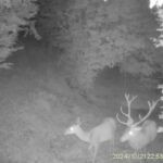 Hunting game in the Ore Mountains