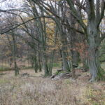 Javorka hunting ground