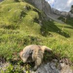 Lov sviště v Rakousku u Grossglockner