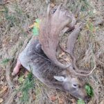 Lov lopatara na Šumavi