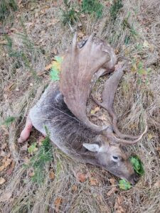 Lov jelena lopatara na Šumavi 2026 1