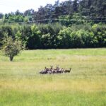Game Preserve Ploužnice